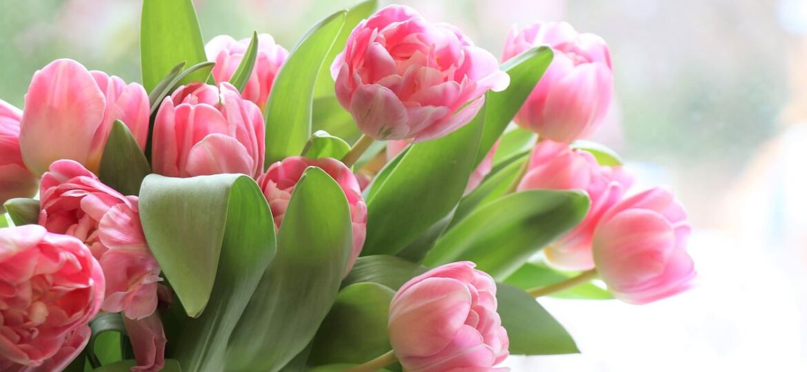 tulips-4026273_1280